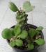 Euphorbia ritchiei syn. Monadenium ritchiei.jpg